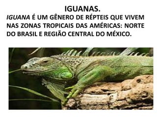 IGUANAS. Iguana é um gênero de RÉPTEIS QUE VIVEM Nas zonas tropicais das AMÉRICAS: norte do BRASIL e região central do MÉXICO. 