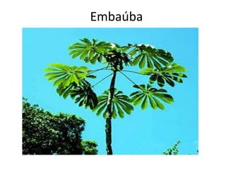 Embaúba
 