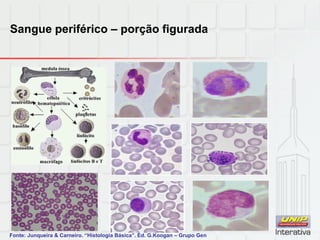 Sangue periférico – porção figurada
Fonte: Junqueira & Carneiro. “Histologia Básica”. Ed. G.Koogan – Grupo Gen
 