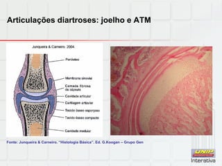 Articulações diartroses: joelho e ATM
Fonte: Junqueira & Carneiro. “Histologia Básica”. Ed. G.Koogan – Grupo Gen
 
