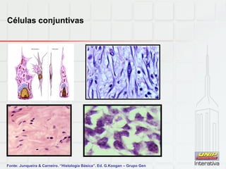 Células conjuntivas
Fonte: Junqueira & Carneiro. “Histologia Básica”. Ed. G.Koogan – Grupo Gen
 