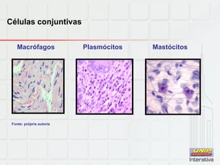 Células conjuntivas
Macrófagos Plasmócitos Mastócitos
Fonte: própria autoria
 