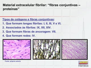 Material extracelular fibrilar: “fibras conjuntivas –
proteínas”
Tipos de colágeno e fibras conjuntivas:
1. Que formam longas fibrilas: I, II, III, V e VI.
2. Associados às fibrilas: IX, XII, XIV.
3. Que formam fibras de ancoragem: VII.
4. Que formam redes: IV.
Fonte: própria autoria
 