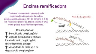 Apresentações são ferramentas
de comunicação que podem
ser usadas como
demonstrações, palestras,
discursos, relatórios e mais. É
apresentada principalmente
diante de um público.
02
Transfere um segmento glucosidico da
extremidade não redutora da cadeia
poliglicosídica ao grupo –OH do carbono C-6 de
um resÍduo de glicose da cadeia externa a uma
outra glicose mais interna no polímero.
Consequências:
Solubilidade do glicogênio
Criação de radicais terminais
locais de ação da glicogênio
fosforilase e da sintase.
Velocidade de síntese e de
degradação do glicogênio.
Enzima ramificadora
Amilo-1,4-1,6-glicosidase
 