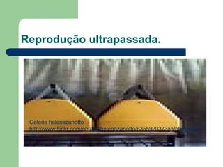 Reprodução ultrapassada.  Galeria helenazanotto  http://www.flickr.com/photos/helenazanotto/6355920373/in/photostream/ 