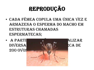 REPRODUÇÃO
• Cada fêmea copula uma única vez e
armazena o esperma do macho em
estruturas chamadas
espermatecas;
• A partir de então pode realizar
diversas posturas, com cerca de
200 ovos cada uma.;

 