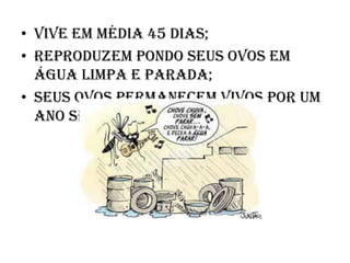 • Vive em média 45 dias;
• Reproduzem pondo seus ovos em
água limpa e parada;
• Seus ovos permanecem vivos por um
ano sem água.

 
