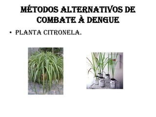 MÉTODOS ALTERNATIVOS DE
COMBATE À DENGUE
• Planta citronela.

 