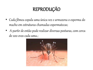 REPRODUÇÃO
• Cada fêmea copula uma única vez e armazena o esperma do
macho em estruturas chamadas espermatecas;
• A partir de então pode realizar diversas posturas, com cerca
de 200 ovos cada uma.;

 