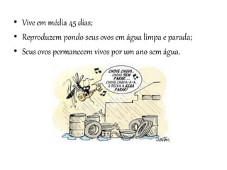 • Vive em média 45 dias;
• Reproduzem pondo seus ovos em água limpa e parada;
• Seus ovos permanecem vivos por um ano sem água.

 