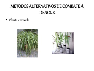 MÉTODOS ALTERNATIVOS DE COMBATE À
DENGUE
• Planta citronela.

 