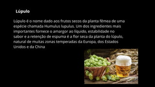 Lúpulo
Lúpulo é o nome dado aos frutos secos da planta fêmea de uma
espécie chamada Humulus lupulus. Um dos ingredientes mais
importantes fornece o amargor ao líquido, estabilidade no
sabor e a retenção de espuma é a flor seca da planta do lúpulo,
natural de muitas zonas temperadas da Europa, dos Estados
Unidos e da China
 