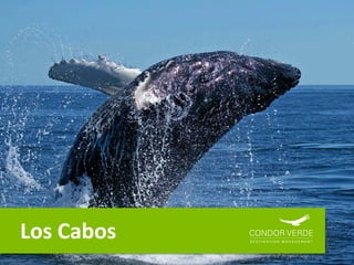 Los Cabos