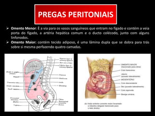 PREGAS PERITONIAIS 
 Omento Menor: È a via para os vasos sanguíneos que entram no fígado e contém a veia 
porta do fígado, a artéria hepática comum e o ducto colécodo, junto com alguns 
linfonodos. 
 Omento Maior: contém tecido adiposo, é uma lâmina dupla que se dobra para trás 
sobre si mesma perfazendo quatro camadas. 
 