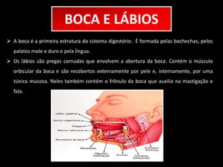 BOCA E LÁBIOS 
 A boca é a primeira estrutura do sistema digestório. É formada pelas bochechas, pelos 
palatos mole e duro e pela língua. 
 Os lábios são pregas carnudas que envolvem a abertura da boca. Contém o músculo 
orbicular da boca e são recobertos externamente por pele e, internamente, por uma 
túnica mucosa. Neles também contém o frênulo da boca que auxilia na mastigação e 
fala. 
 
