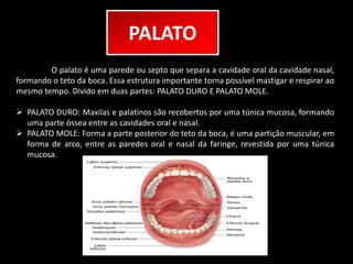 PALATO 
O palato é uma parede ou septo que separa a cavidade oral da cavidade nasal, 
formando o teto da boca. Essa estrutura importante torna possível mastigar e respirar ao 
mesmo tempo. Divido em duas partes: PALATO DURO E PALATO MOLE. 
 PALATO DURO: Maxilas e palatinos são recobertos por uma túnica mucosa, formando 
uma parte óssea entre as cavidades oral e nasal. 
 PALATO MOLE: Forma a parte posterior do teto da boca, é uma partição muscular, em 
forma de arco, entre as paredes oral e nasal da faringe, revestida por uma túnica 
mucosa. 
 
