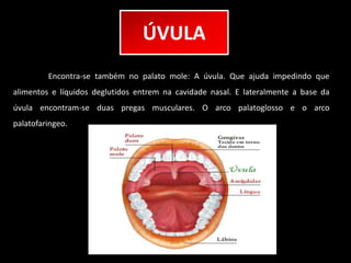ÚVULA 
Encontra-se também no palato mole: A úvula. Que ajuda impedindo que 
alimentos e líquidos deglutidos entrem na cavidade nasal. E lateralmente a base da 
úvula encontram-se duas pregas musculares. O arco palatoglosso e o arco 
palatofaringeo. 
 