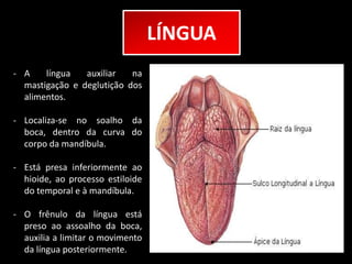 LÍNGUA 
- A língua auxiliar na 
mastigação e deglutição dos 
alimentos. 
- Localiza-se no soalho da 
boca, dentro da curva do 
corpo da mandíbula. 
- Está presa inferiormente ao 
hioide, ao processo estiloide 
do temporal e à mandíbula. 
- O frênulo da língua está 
preso ao assoalho da boca, 
auxilia a limitar o movimento 
da língua posteriormente. 
 