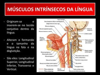 MÚSCULOS INTRÍNSECOS DA LÍNGUA 
- Originam-se e 
inserem-se no tecido 
conjutivo dentro da 
língua. 
- Alteram o formando 
e o tamanho da 
língua na fala e na 
deglutição. 
- São eles: Longitudinal 
Superior, Longitudinal 
Inferior, Transverso e 
Vertical. 
 