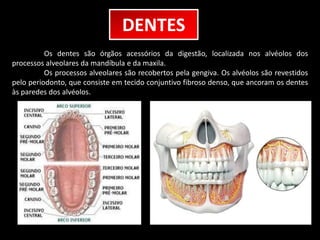 DENTES 
Os dentes são órgãos acessórios da digestão, localizada nos alvéolos dos 
processos alveolares da mandíbula e da maxila. 
Os processos alveolares são recobertos pela gengiva. Os alvéolos são revestidos 
pelo periodonto, que consiste em tecido conjuntivo fibroso denso, que ancoram os dentes 
às paredes dos alvéolos. 
 