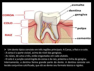  Um dente típico consiste em três regiões principais: A Caroa, a Raiz e o colo. 
- A coroa é a parte visível, acima do nível das gengivas. 
- As raízes, de uma a três, estão engastadas em cada alvéolo. 
- O colo é a junção constringida da coroa e da raiz, próximo a linha da gengiva. 
Internamente, a dentina forma grande parte do dente. A dentina consiste em 
tecido conjuntivo calcificado, que dá ao dente seu formato básico e rigidez. 
 