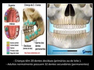 - Crianças têm 20 dentes decíduos (primários ou de leite ). 
- Adultos normalmente possuem 32 dentes secundários (permanentes) 
 