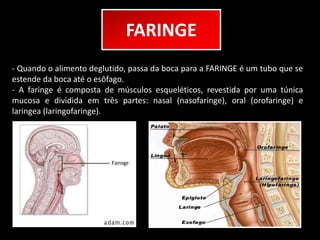 FARINGE 
- Quando o alimento deglutido, passa da boca para a FARINGE é um tubo que se 
estende da boca até o esôfago. 
- A faringe é composta de músculos esqueléticos, revestida por uma túnica 
mucosa e dividida em três partes: nasal (nasofaringe), oral (orofaringe) e 
laringea (laringofaringe). 
 
