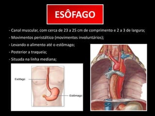 ESÔFAGO 
- Canal muscular, com cerca de 23 a 25 cm de comprimento e 2 a 3 de largura; 
- Movimentos peristáltico (movimentos involuntários); 
- Levando o alimento até o estômago; 
- Posterior a traqueia; 
- Situada na linha mediana; 
 