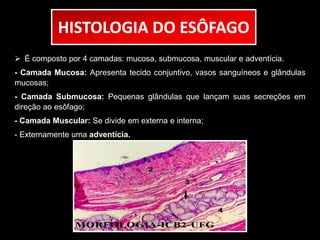 HISTOLOGIA DO ESÔFAGO 
 É composto por 4 camadas: mucosa, submucosa, muscular e adventícia. 
- Camada Mucosa: Apresenta tecido conjuntivo, vasos sanguíneos e glândulas 
mucosas; 
- Camada Submucosa: Pequenas glândulas que lançam suas secreções em 
direção ao esôfago; 
- Camada Muscular: Se divide em externa e interna; 
- Externamente uma adventícia. 
 
