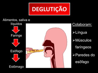 DEGLUTIÇÃO 
Alimentos, saliva e 
líquidos 
Faringe 
Esôfago 
Estômago 
Colaboram: 
Língua 
Músculos 
faríngeos 
Paredes do 
esôfago 
 