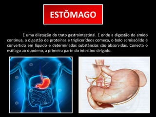 ESTÔMAGO 
É uma dilatação do trato gastrointestinal. É onde a digestão do amido 
continua, a digestão de proteínas e triglicerídeos começa, o bolo semissólido é 
convertido em líquido e determinadas substâncias são absorvidas. Conecta o 
esôfago ao duodeno, a primeira parte do intestino delgado. 
 
