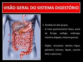 VISÃO GERAL DO SISTEMA DIGESTÓRIO 
 Dividido em dois grupos: 
- O trato gastrointestinal (boca, parte 
da faringe, esôfago, estômago, 
intestino delgado, intestino grosso). 
- Órgãos Acessórios (dentes, língua, 
glândulas salivares, fígado, vesícula 
biliar e pâncreas). 
 