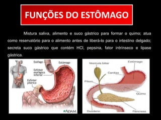 FUNÇÕES DO ESTÔMAGO 
Mistura saliva, alimento e suco gástrico para formar o quimo; atua 
como reservatório para o alimento antes de liberá-lo para o intestino delgado; 
secreta suco gástrico que contém HCl, pepsina, fator intrínseco e lipase 
gástrica. 
 