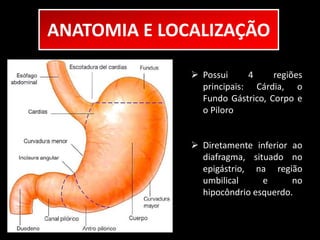ANATOMIA E LOCALIZAÇÃO 
 Possui 4 regiões 
principais: Cárdia, o 
Fundo Gástrico, Corpo e 
o Piloro 
 Diretamente inferior ao 
diafragma, situado no 
epigástrio, na região 
umbilical e no 
hipocôndrio esquerdo. 
 