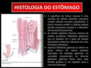 HISTOLOGIA DO ESTÔMAGO 
 A superfície da túnica mucosa é uma 
camada de células epiteliais colunares 
simples (células mucosas superficiais). A 
túnica mucosa contém a Lâmina própria 
(tecido conjuntivo areolar) e a Muscular 
da mucosa (músculo liso). 
 As células epiteliais formam colunas de 
células secretoras (Glândulas gástricas) 
que se dividem em 3 tipos de Células 
Glandulares Exócrinas: Mucosas do colo, 
Principais e Parietais. 
 Diversas Glândulas gástricas se abrem na 
parte inferior de canais estreitos 
chamados de Fovéolas gástricas. As 
secreções provenientes de diversas 
glândulas gástricas fluem para cada 
fovéola gástrica e, em seguida, para o 
lume do estômago. 
 