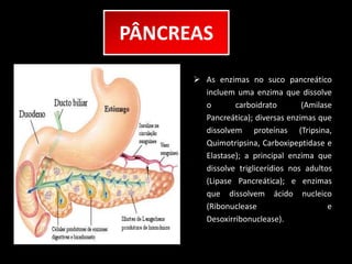 PÂNCREAS 
 As enzimas no suco pancreático 
incluem uma enzima que dissolve 
o carboidrato (Amilase 
Pancreática); diversas enzimas que 
dissolvem proteínas (Tripsina, 
Quimotripsina, Carboxipeptidase e 
Elastase); a principal enzima que 
dissolve triglicerídios nos adultos 
(Lipase Pancreática); e enzimas 
que dissolvem ácido nucleico 
(Ribonuclease e 
Desoxirribonuclease). 
 