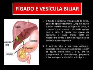 FÍGADO E VESÍCULA BILIAR 
 O fígado é a glândula mais pesada do corpo, 
pesando aproximadamente 1,4kg no adulto 
comum. Dentre todos os órgãos do corpo, é 
o segundo em tamanho, perdendo apenas 
para a pele. O fígado está abaixo do 
diafragma e ocupa grande parte do 
hipocôndrio direito e parte do epigástrico da 
cavidade adominal pélvica. 
 A vesícula biliar é um saco piriforme, 
localizado em uma depressão na face inferior 
do fígado. Mede entre 7 e 10 cm de 
comprimento, e normalmente, projeta-se 
sobre a margem anteroinferior do fígado. 
 