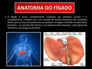 ANATOMIA DO FÍGADO 
 O fígado é quase completamente recoberto por peritônio visceral e é 
completamente recoberto por uma camada de tecido conjuntivo não modelado 
denso, que se situa profundamente ao peritônio. O fígado é dividido em dois lobos 
principais – um grande lobo direito e um pequeno lobo esquerdo – pelo ligamento 
falciforme, uma prega do peritônio. 
 