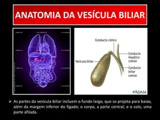 ANATOMIA DA VESÍCULA BILIAR 
 As partes da vesícula biliar incluem o fundo largo, que se projeta para baixo, 
além da margem inferior do fígado; o corpo, a parte central; e o colo, uma 
parte afilada. 
 