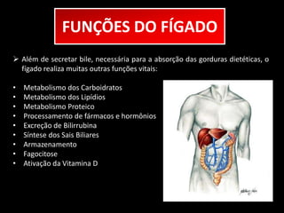 FUNÇÕES DO FÍGADO 
 Além de secretar bile, necessária para a absorção das gorduras dietéticas, o 
fígado realiza muitas outras funções vitais: 
• Metabolismo dos Carboidratos 
• Metabolismo dos Lipídios 
• Metabolismo Proteico 
• Processamento de fármacos e hormônios 
• Excreção de Bilirrubina 
• Síntese dos Sais Biliares 
• Armazenamento 
• Fagocitose 
• Ativação da Vitamina D 
 
