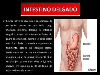 INTESTINO DELGADO 
 Grande parte da digestão e da absorção de 
nutrientes ocorre em um tudo longo 
chamado intestino delgado. O intestino 
delgado começa no músculo esfíncter do 
piloro do estômago, estende-se pelas partes 
central e inferior da cavidade abdominal e, 
finalmente, abre-se no intestino grosso. 
Mede cerca de 2,5 cm de diâmetro; seu 
comprimento é de aproximadamente 3 m 
em uma pessoa viva, e por volta de 6,5 m no 
cadáver, em razão da perda do tônus do 
músculo liso após a morte. 
 