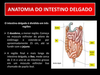 ANATOMIA DO INTESTINO DELGADO 
O intestino delgado é dividido em três 
regiões 
 O duodeno, a menor região. Começa 
no músculo esfíncter do piloro do 
estômago e estende-se por 
aproximadamente 25 cm, até se 
fundir com o jejuno. 
 A região final e mais longa do 
intestino delgado, o íleo, mede cerca 
de 2 m e une-se ao intestino grosso 
em um músculo esfíncter liso 
chamado de papila ileal. 
 