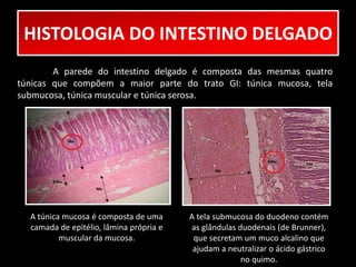 HISTOLOGIA DO INTESTINO DELGADO 
A parede do intestino delgado é composta das mesmas quatro 
túnicas que compõem a maior parte do trato GI: túnica mucosa, tela 
submucosa, túnica muscular e túnica serosa. 
A túnica mucosa é composta de uma 
camada de epitélio, lâmina própria e 
muscular da mucosa. 
A tela submucosa do duodeno contém 
as glândulas duodenais (de Brunner), 
que secretam um muco alcalino que 
ajudam a neutralizar o ácido gástrico 
no quimo. 
 