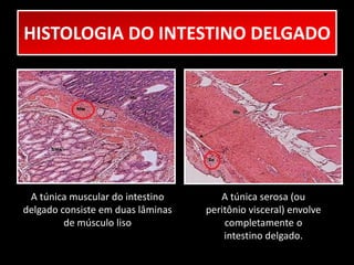 HISTOLOGIA DO INTESTINO DELGADO 
A túnica serosa (ou 
peritônio visceral) envolve 
completamente o 
intestino delgado. 
A túnica muscular do intestino 
delgado consiste em duas lâminas 
de músculo liso 
 