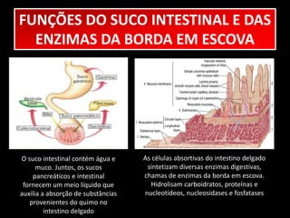FUNÇÕES DO SUCO INTESTINAL E DAS 
ENZIMAS DA BORDA EM ESCOVA 
O suco intestinal contém água e 
muco. Juntos, os sucos 
pancreáticos e intestinal 
fornecem um meio líquido que 
auxilia a absorção de substâncias 
provenientes do quimo no 
intestino delgado 
As células absortivas do intestino delgado 
sintetizam diversas enzimas digestivas, 
chamas de enzimas da borda em escova. 
Hidrolisam carboidratos, proteínas e 
nucleotídeos, nucleosidases e fosfatases 
 