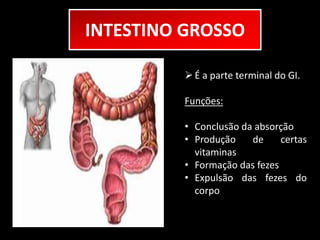 INTESTINO GROSSO 
 É a parte terminal do GI. 
Funções: 
• Conclusão da absorção 
• Produção de certas 
vitaminas 
• Formação das fezes 
• Expulsão das fezes do 
corpo 
 