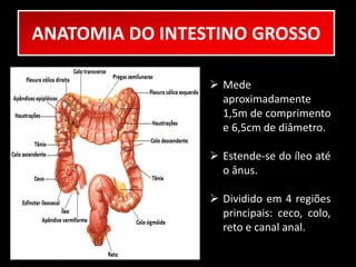 ANATOMIA DO INTESTINO GROSSO 
 Mede 
aproximadamente 
1,5m de comprimento 
e 6,5cm de diâmetro. 
 Estende-se do íleo até 
o ânus. 
 Dividido em 4 regiões 
principais: ceco, colo, 
reto e canal anal. 
 