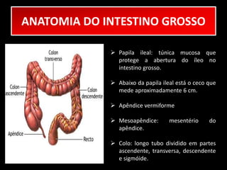 ANATOMIA DO INTESTINO GROSSO 
 Papila ileal: túnica mucosa que 
protege a abertura do íleo no 
intestino grosso. 
 Abaixo da papila ileal está o ceco que 
mede aproximadamente 6 cm. 
 Apêndice vermiforme 
 Mesoapêndice: mesentério do 
apêndice. 
 Colo: longo tubo dividido em partes 
ascendente, transversa, descendente 
e sigmóide. 
 
