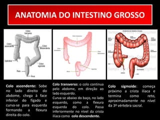ANATOMIA DO INTESTINO GROSSO 
Colo ascendente: Sobe 
no lado direito do 
abdome, chega à face 
inferior do fígado e 
curva-se para esquerda 
formando a flexura 
direita do colo. 
Colo transverso: o colo continua 
pelo abdome, em direção ao 
lado esquerdo. 
Curva-se abaixo do baço, no lado 
esquerdo, como a flexura 
esquerda do colo. Passa 
inferiormente no nível da crista 
ilíaca como colo descendente. 
Colo sigmoide: começa 
próximo a crista ilíaca e 
termina como reto, 
aproximadamente no nível 
da 3ª vértebra sacral. 
 