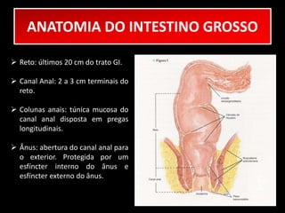 ANATOMIA DO INTESTINO GROSSO 
 Reto: últimos 20 cm do trato GI. 
 Canal Anal: 2 a 3 cm terminais do 
reto. 
 Colunas anais: túnica mucosa do 
canal anal disposta em pregas 
longitudinais. 
 Ânus: abertura do canal anal para 
o exterior. Protegida por um 
esfíncter interno do ânus e 
esfíncter externo do ânus. 
 